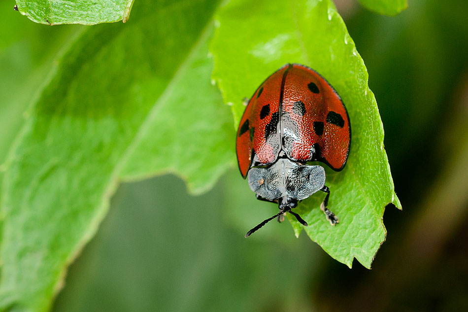 Cyrtonota poescilaspoides:  Gigantones, Azuay.