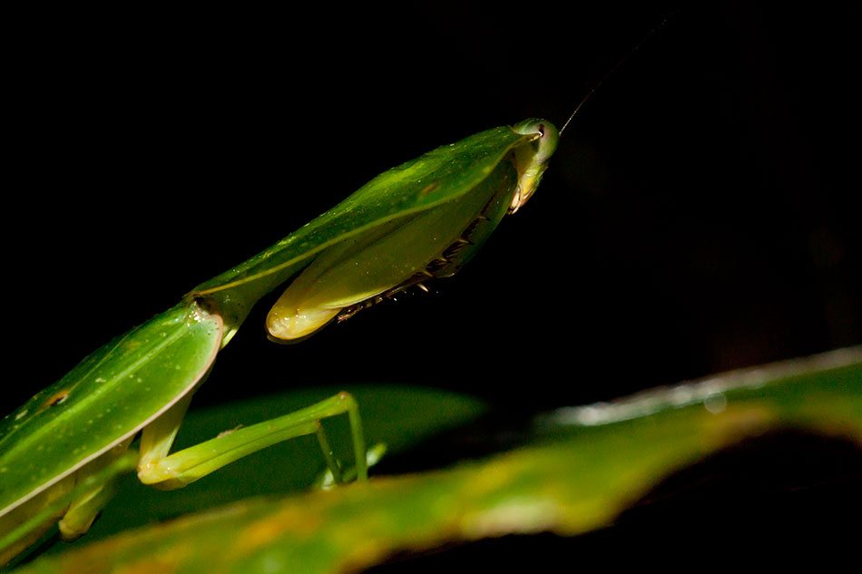 Mantis Hoja: Manduriacu, Ecuador.