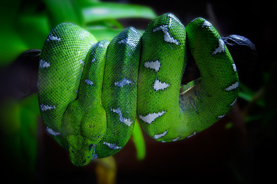 Boa Esmeralda, Vivarium de Quito, Ecuador.