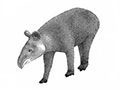Tapir Andino.
