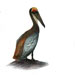 Pelecanus occidentalis.