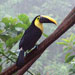 Ramphastos swainsonii
