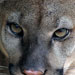Puma concolor