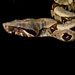 Boa constrictor constrictor