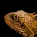 Iguana