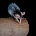 Didelphis pernigra